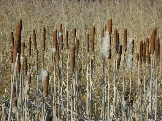 typha_latifolia2.jpg