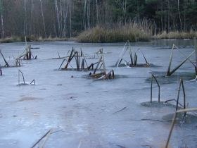 weiher_im_winter2_280.jpg