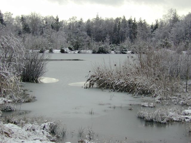 weiher_im_winter4.jpg