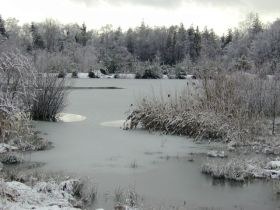 weiher_im_winter4_280.jpg