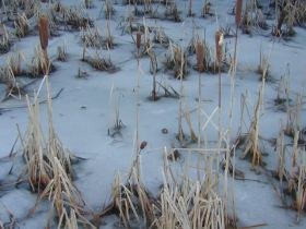 weiher_im_winter_280.jpg