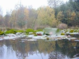 weiher_november1_280.jpg