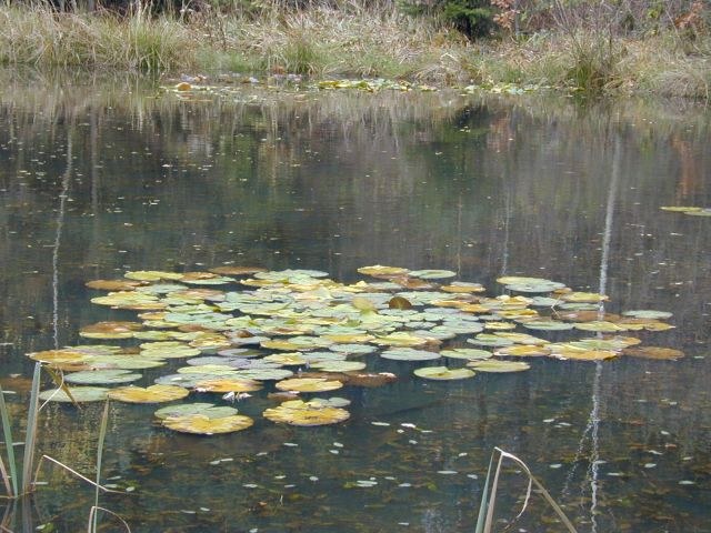 weiher_november5.jpg