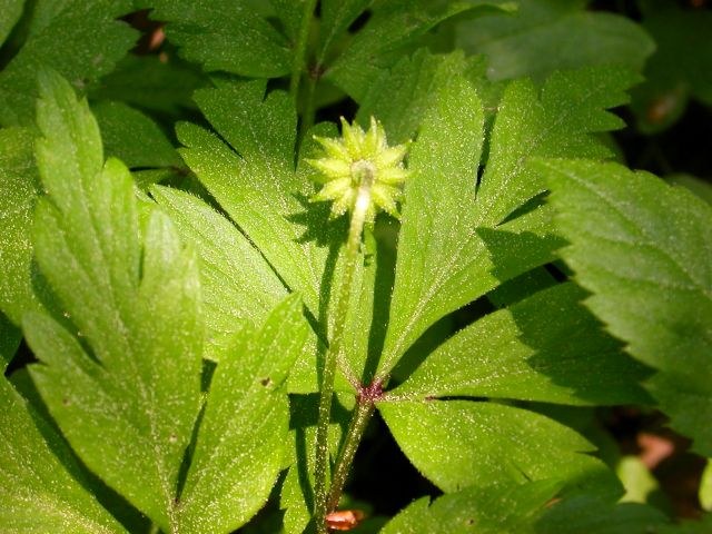 a_nemorosa_frucht2.jpg