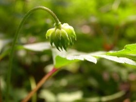 Busch-Windröschen: Früchte mit Elaiosomen