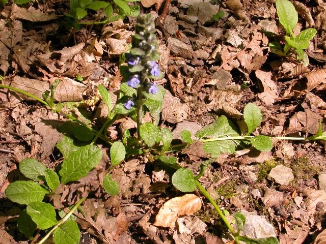ajuga_reptans.jpg