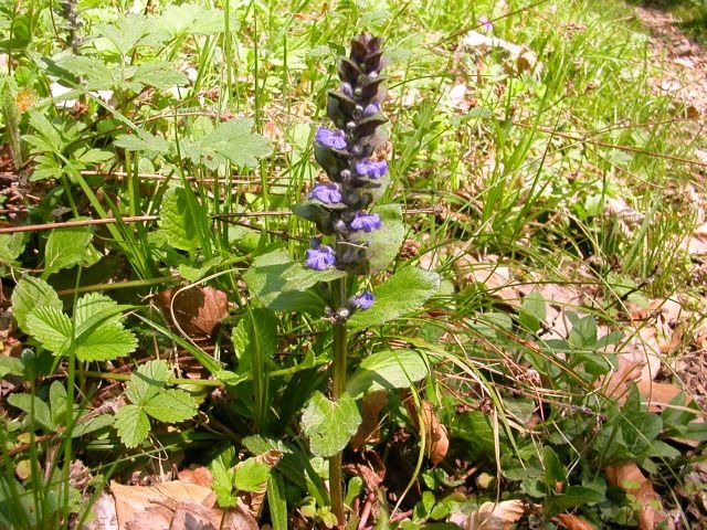 ajuga_reptans1.jpg