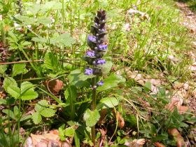 Kriechender Günsel (Ajuga reptans)