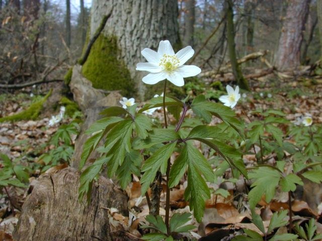 anemone_nemorosa.jpg
