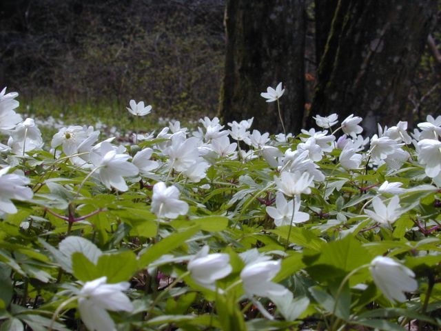 anemone_nemorosa1.jpg