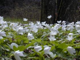 anemone_nemorosa1_280.jpg