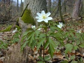 Busch-Windröschen (Anemone nemorosa)