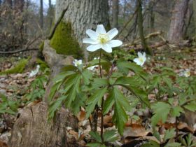 anemone_nemorosa_280.jpg