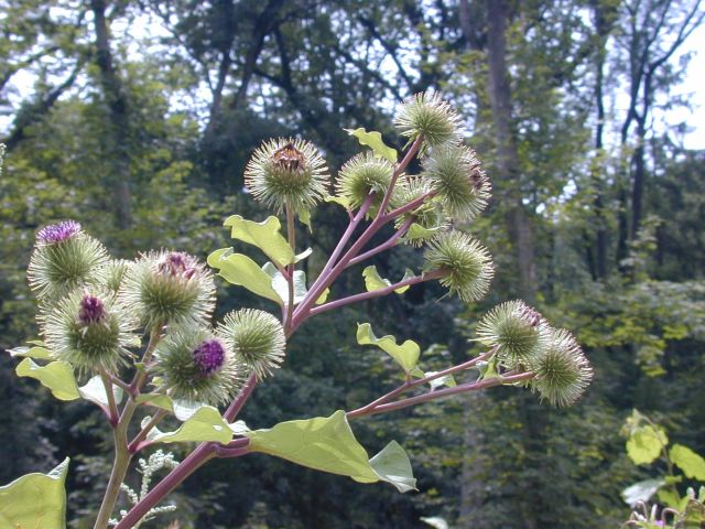 arctium_lappa2.jpg
