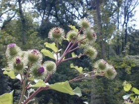 arctium_lappa2_280.jpg