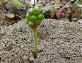 arum_maculatum_280.jpg