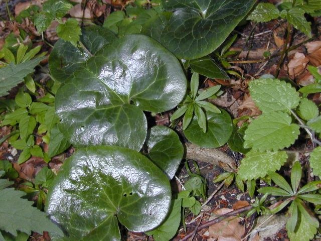 asarum_europaeum.jpg