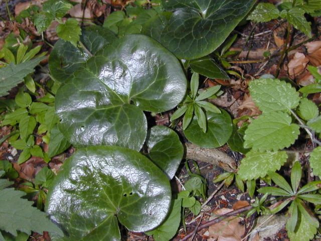 asarum_europaeum.jpg