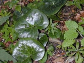 asarum_europaeum_280.jpg