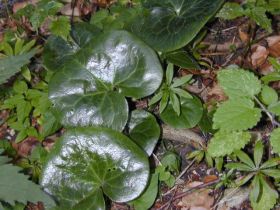 asarum_europaeum_280.jpg
