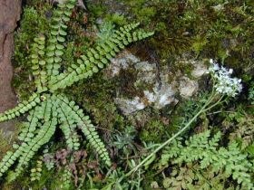 asplenia_trichomanes_280.jpg