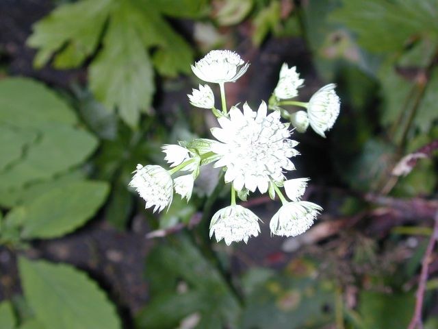 astrantia_major1.jpg