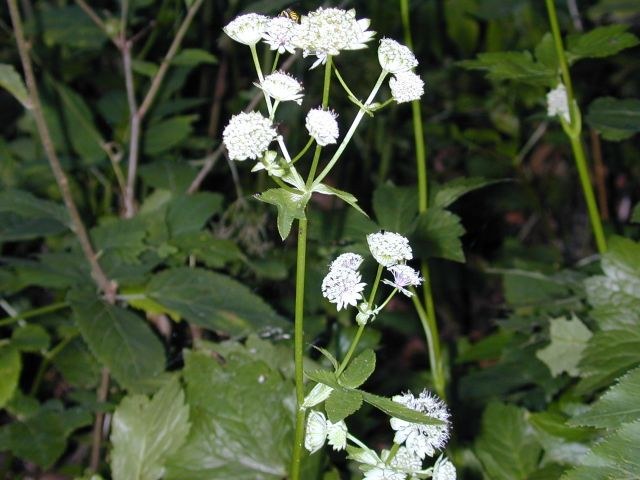 astrantia_major2.jpg