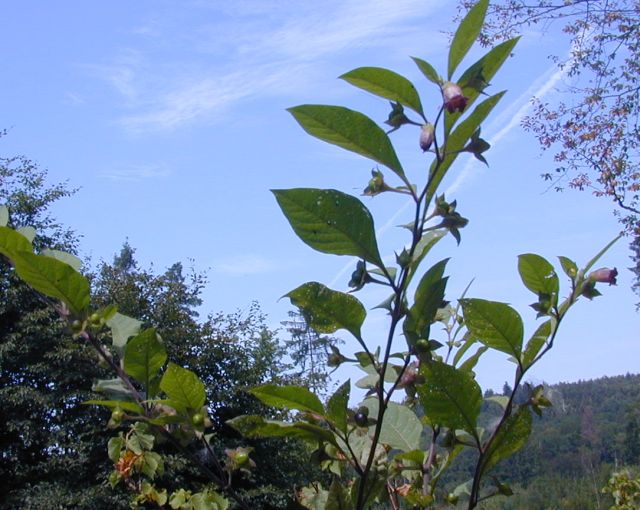 atropa_belladonna.jpg