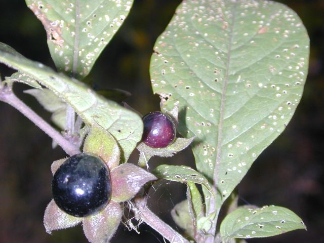 atropa_belladonna1.jpg