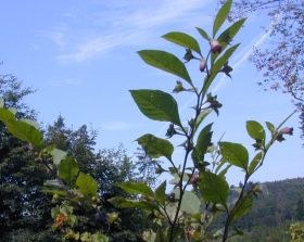 atropa_belladonna_280.jpg