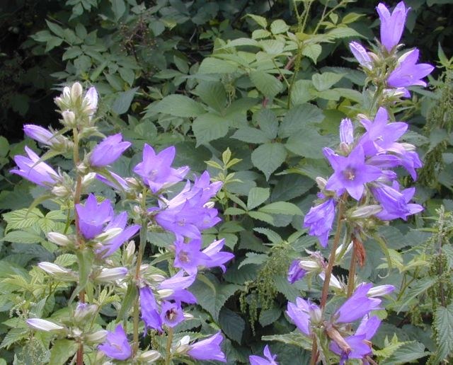campanula_trachelium2.jpg