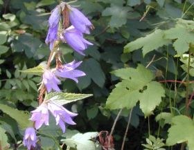 campanula_trachelium_280.jpg