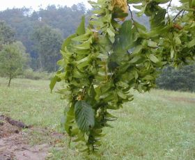 carpinus_betulus1_280.jpg