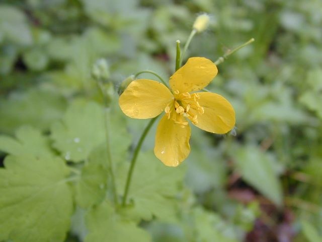 chelidonium_majus.jpg