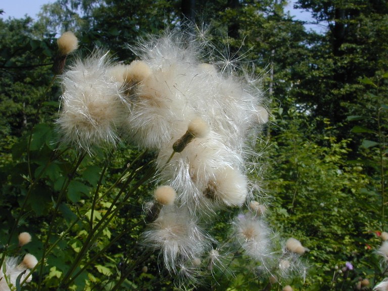cirsium_vulgare_samen.jpg