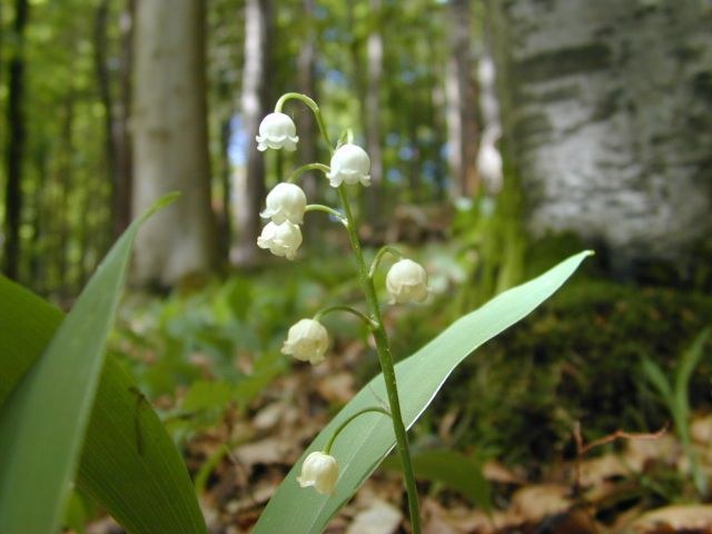 convallaria_majalis.jpg