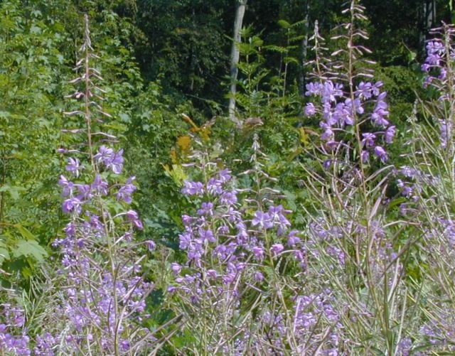 epilobium_angustifolium.jpg