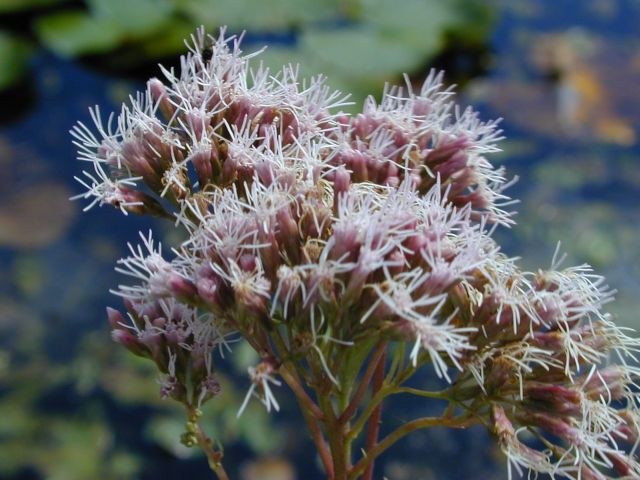 eupatorium_cannabinum.jpg