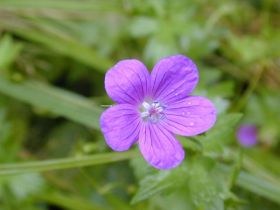 geranium_sylvaticum_280.jpg