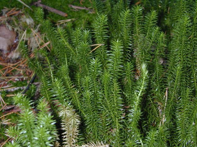 huperzia_selago.jpg