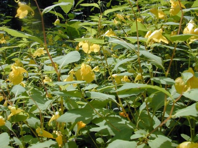 impatiens_noli-tangere.jpg