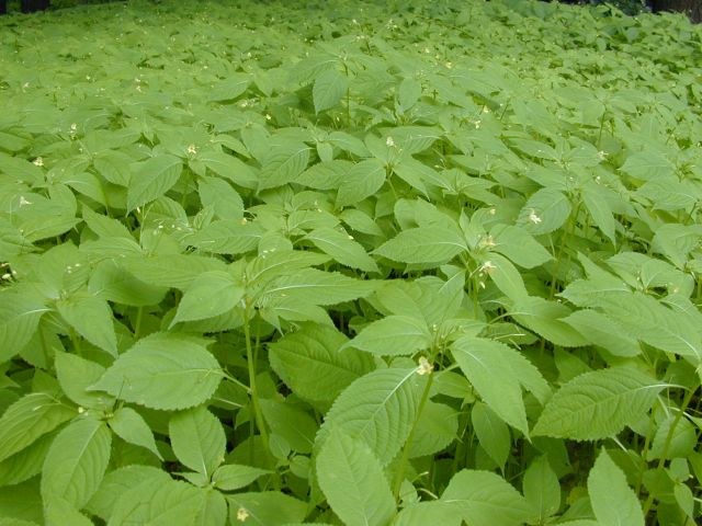impatiens_parviflora.jpg