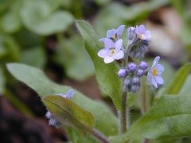 myosotis_sylvatica_280.jpg