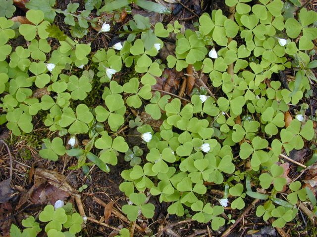 oxalis_acetosella2.jpg