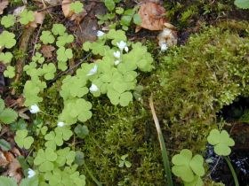 Wald-Sauerklee (Oxalis acetosella)