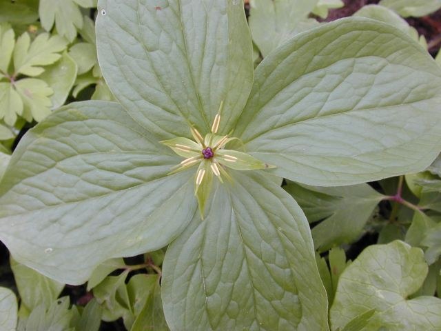 paris_quadrifolia.jpg