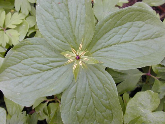 paris_quadrifolia.jpg