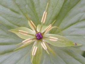 Blüte der Vierblättrigen Einbeere (Paris quadrifolia)