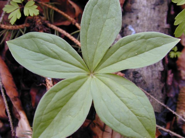 paris_quadrifolia2.jpg