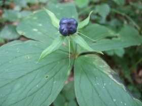Frucht der Vierblättrigen Einbeere